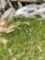 Vahlodea atropurpurea