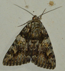 Catocala promissa