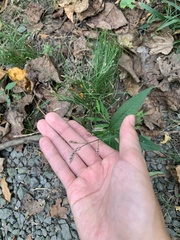 Persicaria longiseta