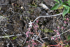 Geranium krylovii