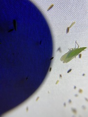 Rhynchomitra