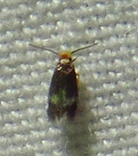 Nepticuloidea