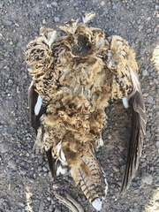 Pterocles orientalis