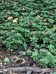 Pachysandra terminalis