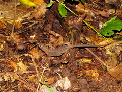 Sceloporus squamosus