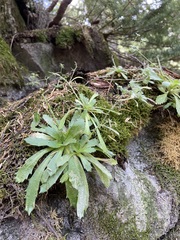 Micranthes ferruginea