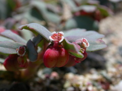 Euphorbia peplis