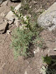 Lomatium brandegeei
