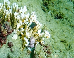 Ophioblennius macclurei