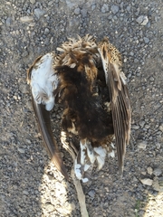 Pterocles orientalis