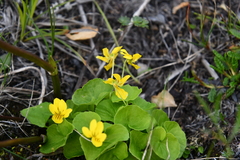 Viola biflora