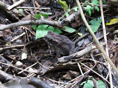 Incilius coccifer