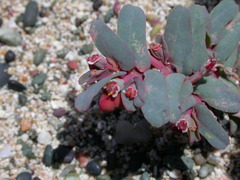 Euphorbia peplis