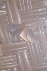 Cricula trifenestrata