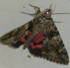 Catocala promissa