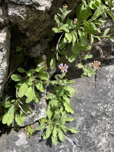Leiberg's Fleabane (Erigeron leibergii)