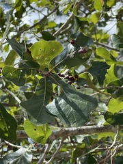 Quercus marilandica