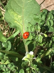 Coccinella algerica