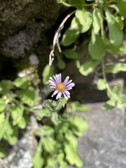 Erigeron leibergii