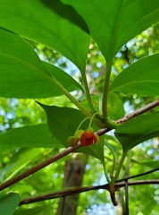 Schisandra glabra