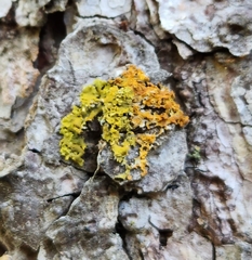 Xanthomendoza ulophyllodes