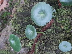 Umbilicus rupestris