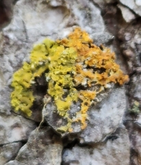 Xanthomendoza ulophyllodes