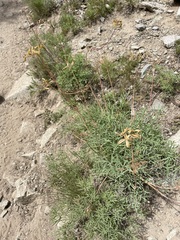 Lomatium brandegeei