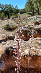 Drimia numidica
