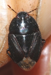 Macroscytus brunneus