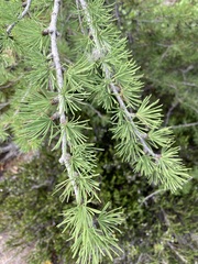 Larix lyallii