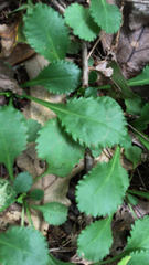 Packera obovata