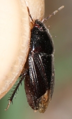 Macroscytus brunneus