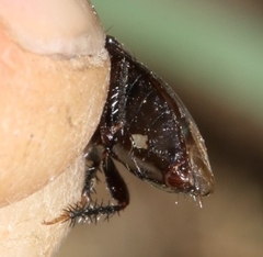 Macroscytus brunneus