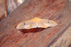 Cricula trifenestrata