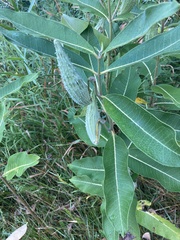Asclepias syriaca