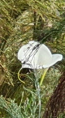 Zantedeschia