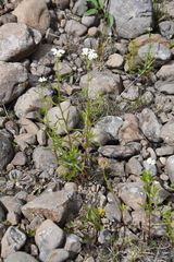 Achillea impatiens