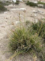 Carex nigricans