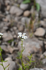 Achillea impatiens