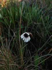 Gerbera galpinii