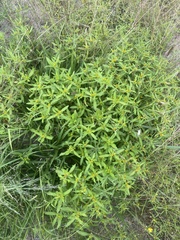 Melampodium strigosum