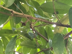 Triacanthagyna septima