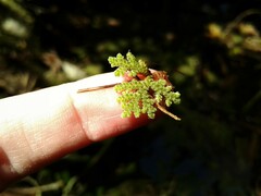 Azolla