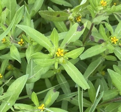 Melampodium strigosum