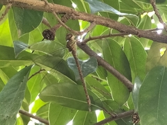 Triacanthagyna septima