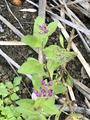 Pluchea odorata odorata