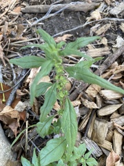 Parietaria pensylvanica