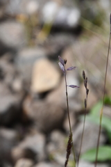 Festuca richardsonii