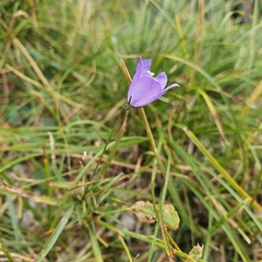 Campanula martinii